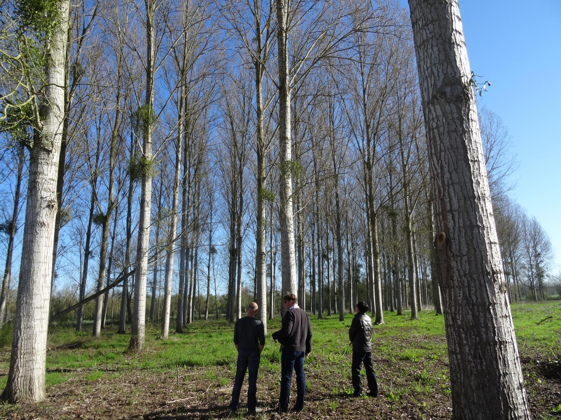 深入我司簽約林場(chǎng)考察